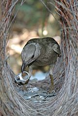 Great Bowerbird